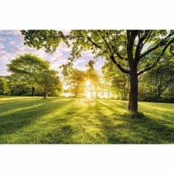 Komar Papier peint photo Golden Moment 400x250 cm