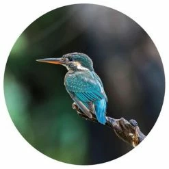 WallArt Papier peint cercle The Kingfisher 190 cm