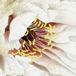 Komar Papier peint photo La Rosa 200x250 cm 11 Komar Papier peint photo La Rosa 200x250 cm -Papiers peints Soldes image 6 434235